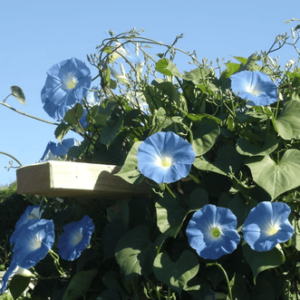Kings Seeds Flower Morning Glory Heavenly Blue (limit 1 Packet per order )