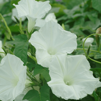 Kings Seeds Flower Morning Glory Moonflower White