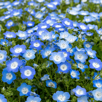 Kings Seeds Flower Nemophila Baby Blue Eyes