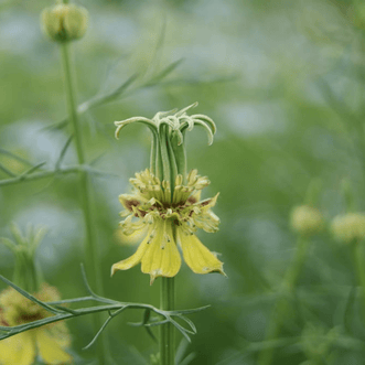 Kings Seeds Flower Nigella Transformer