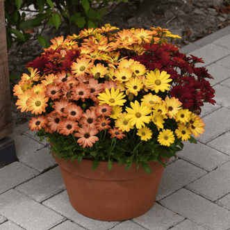 Kings Seeds Flower Osteospermum Sunset Shades F1