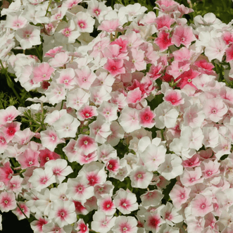 Kings Seeds Flower Phlox Blushing Bride