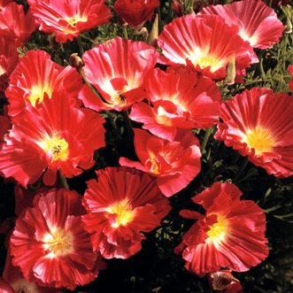Kings Seeds Flower Poppy California Rose Bush