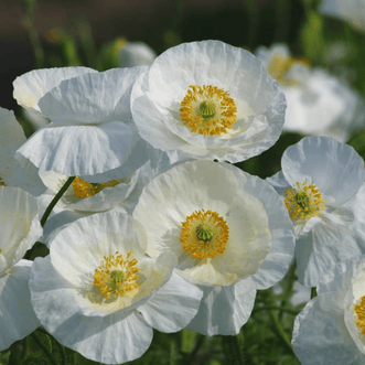 Kings Seeds Flower Poppy Bridal Silk