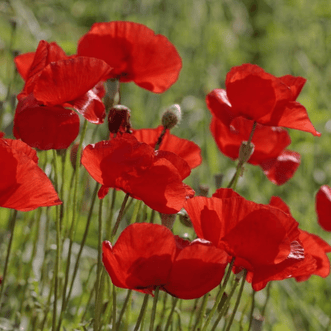 Kings Seeds Flower Poppy Flanders Red