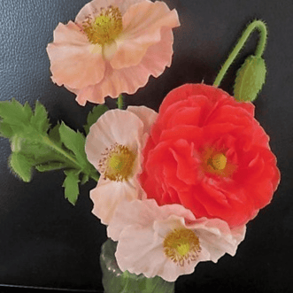 Kings Seeds Flower Poppy Fruit Cocktail