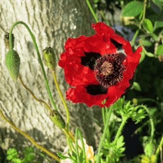 Kings Seeds Flower Poppy Ladybird