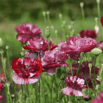 Kings Seeds Flower Poppy Pandora