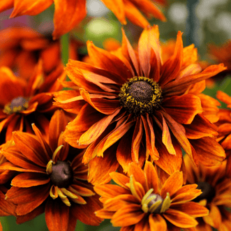 Kings Seeds Flower Rudbeckia Autumn Tones