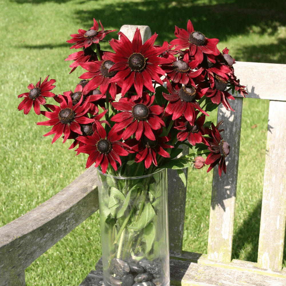 thumbnail image 2 of 30 Rudbeckia 'Cherry Brandy' Seeds - Black-Eyed Susan - Perennial Flower Seeds For Outdoor Planting 2 of 6