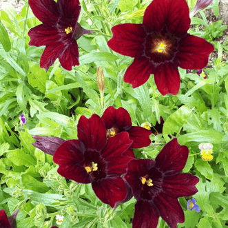 Kings Seeds Flower Salpiglossis Chocolate Royale