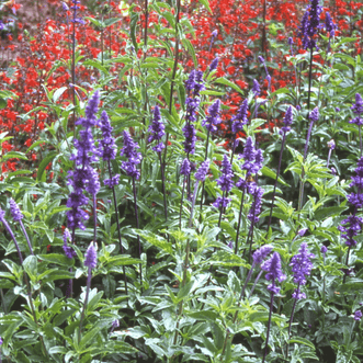 Kings Seeds Flower Salvia Blue Bedder