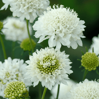 Kings Seeds Flower Scabiosa Snow Maiden