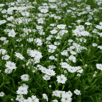 Kings Seeds Flower Silene Starry Dreams