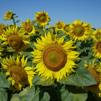 Kings Seeds Flower Sunflower Feed the Birds and Bees F1