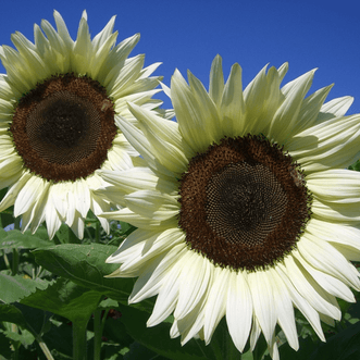 Kings Seeds Flower Sunflower Pro Cut White Nite F1