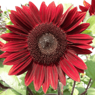 Kings Seeds Flower Sunflower Rouge Royale F1