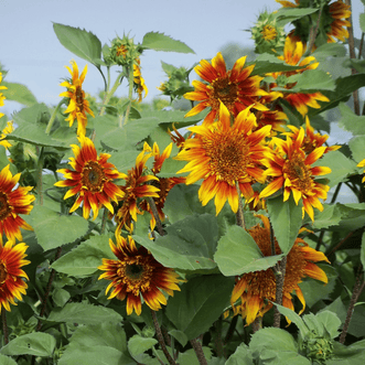 Kings Seeds Flower Sunflower Joker F1