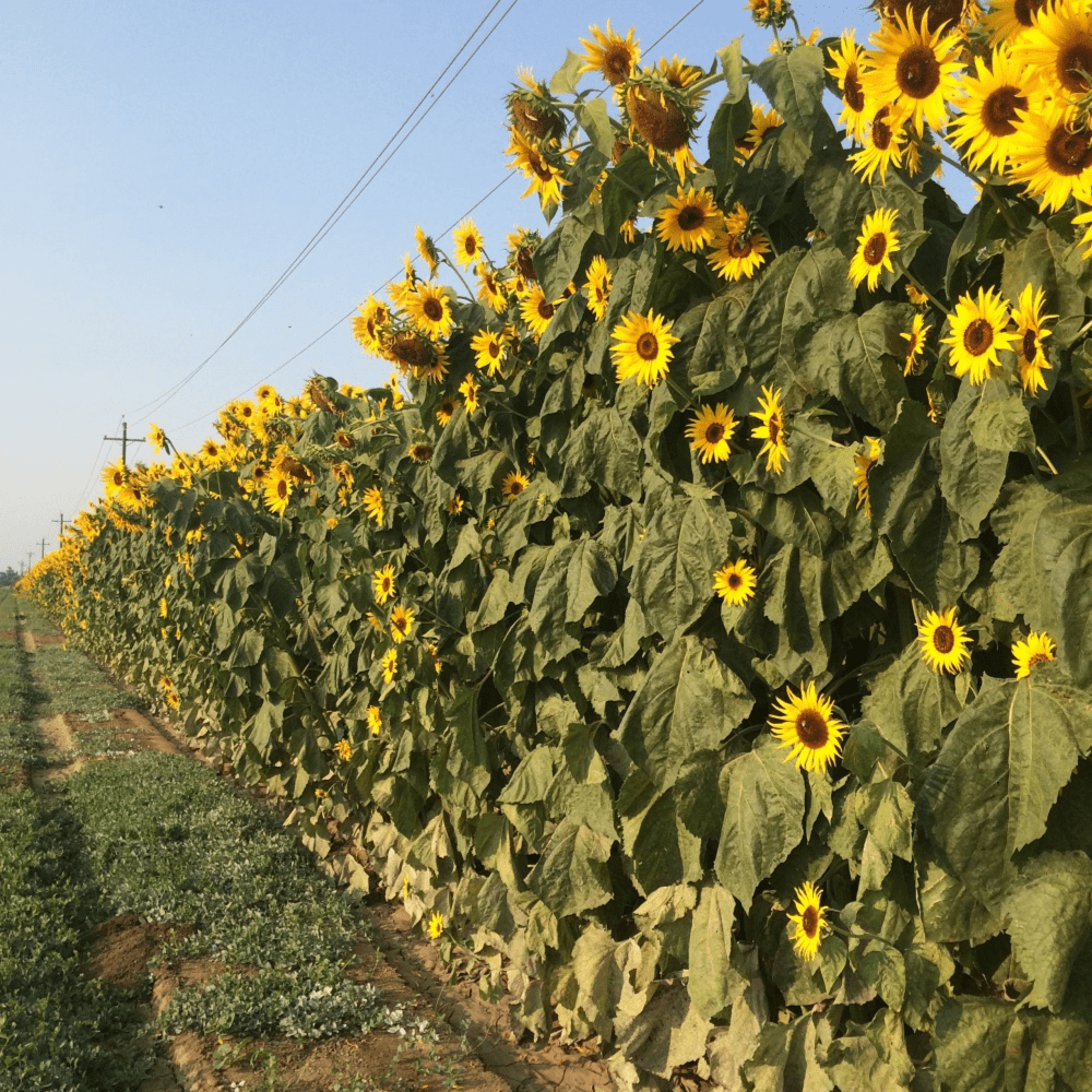 Buy Sunflower Kong F1 (treated seed) by Kings Seeds online Kings Seeds NZ