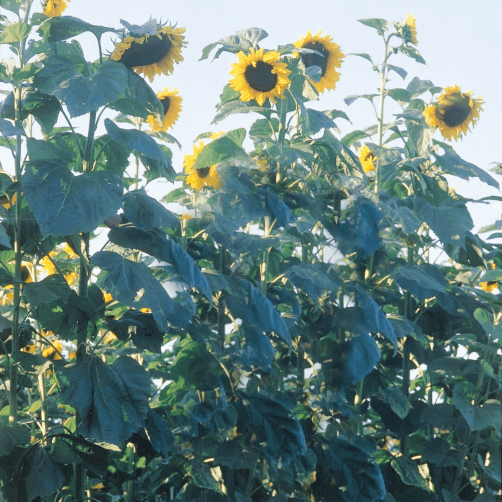 Buy Sunflower Skyscraper (treated seed) by Kings Seeds online Kings