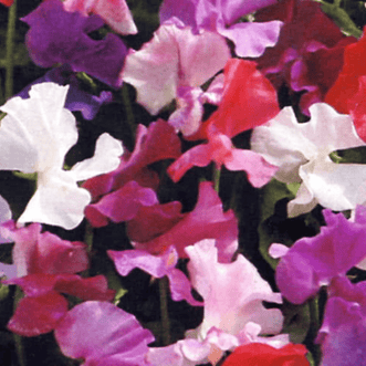 Kings Seeds Flower Sweet Pea Jet Set