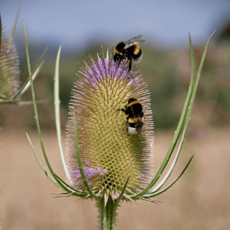 Kings Seeds Flower Teasels Fuller Comb