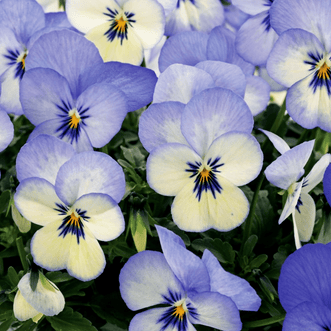 Kings Seeds Flower Viola Blue Picotee F1