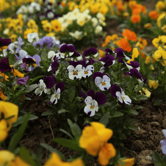Kings Seeds Flower Viola Edible Flower Mix