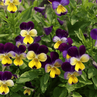 Kings Seeds Flower Viola Heartsease Miss Helen Mount