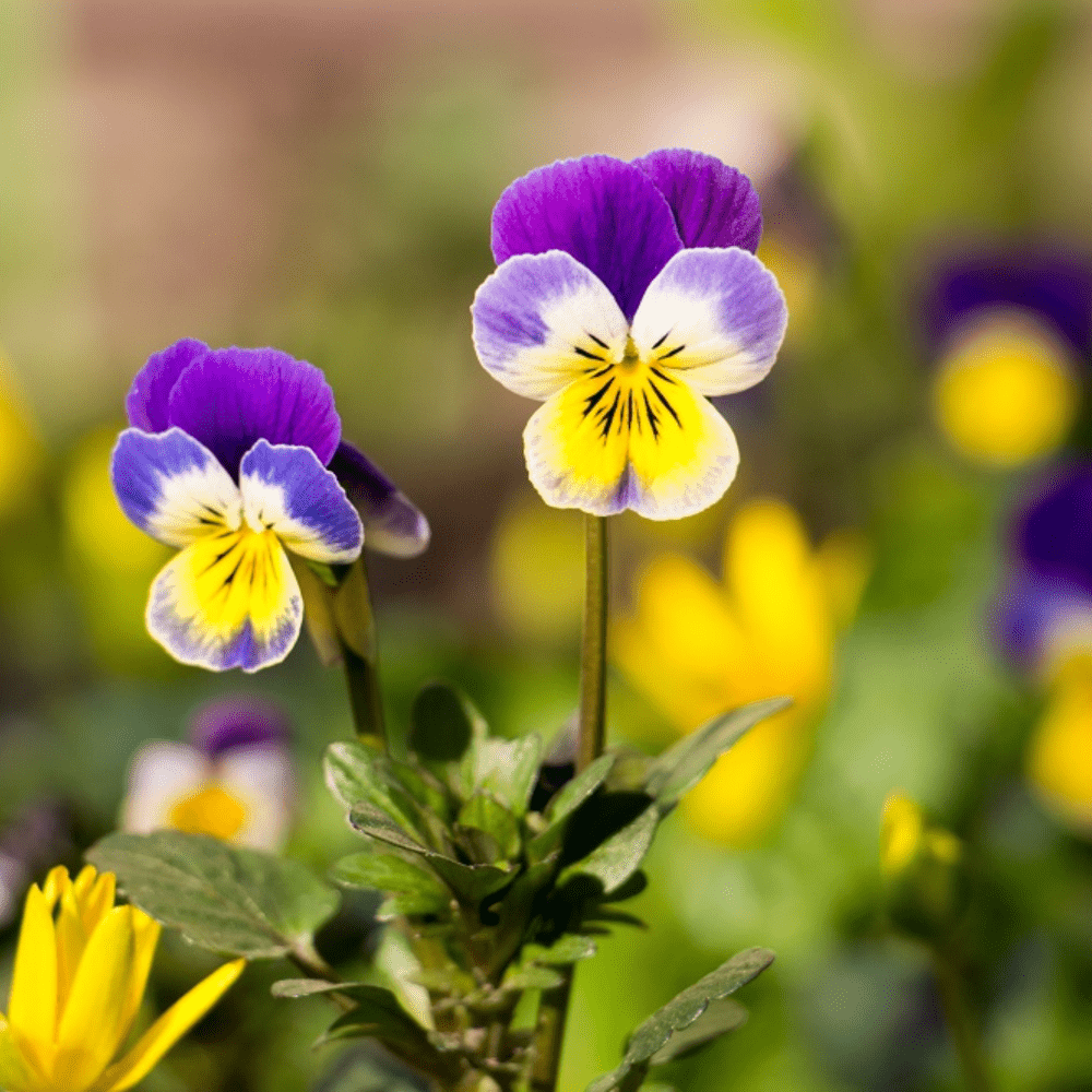 Buy Viola Heartsease Miss Helen Mount by Kings Seeds NZ online