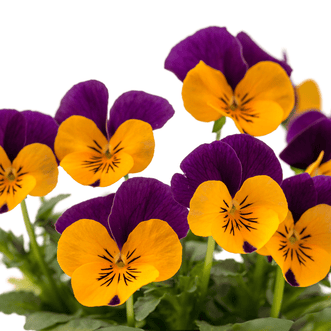 Kings Seeds Flower Viola Orange Red Wing F1