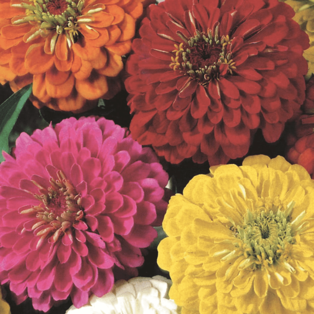 Buy Zinnia Dahlia Flowered Mix by Kings Seeds online Kings Seeds NZ
