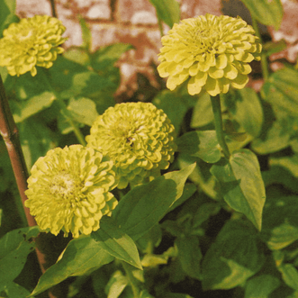 Kings Seeds Flower Zinnia Envy