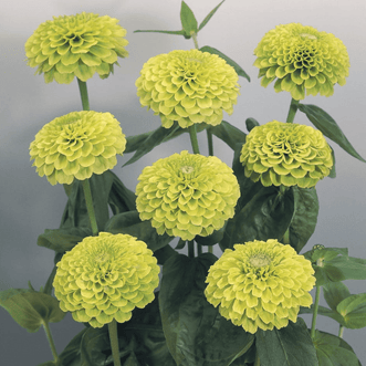 Kings Seeds Flower Zinnia Giant Lime