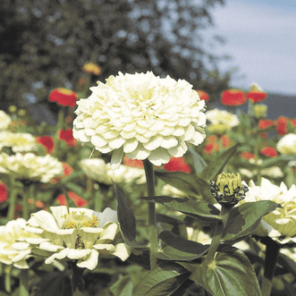 Kings Seeds Flower Zinnia Giant White