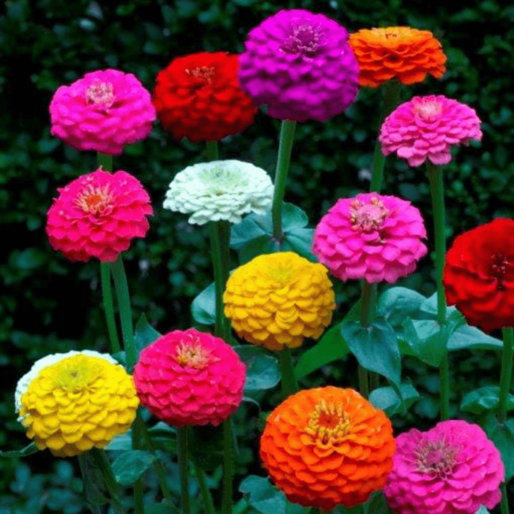 Kings Seeds Flower Zinnia Lilliput Mix
