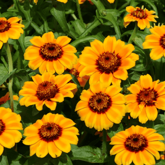 Kings Seeds Flower Zinnia Soleado