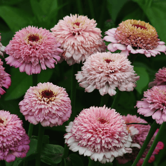 Kings Seeds Flower Zinnia Zinderella Lilac