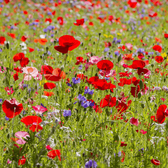 Kings Seeds Flower Wildflower Poppy Fields of Colour