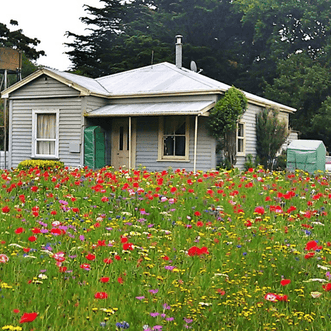 Kings Seeds Flower Wildflower Roadside Blend