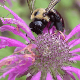 Kings Seeds Herb Bergamot Bee Balm