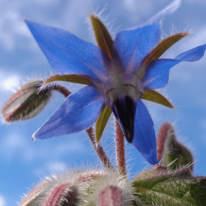 Kings Seeds NZ's favourite seed supplier for over 40 years! Kings Seeds NZ