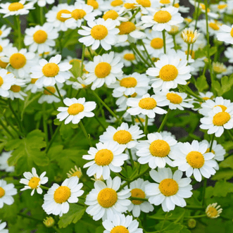 Kings Seeds Herb Feverfew