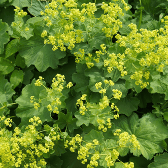 Kings Seeds Herb Lady's Mantle