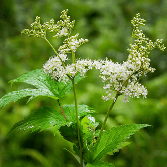 Kings Seeds Herb Meadowsweet