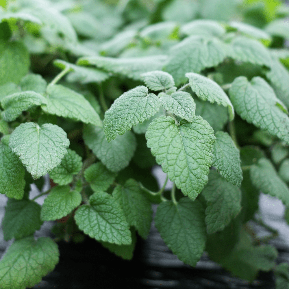 Buy Orange Balm by Kings Seeds online Kings Seeds NZ