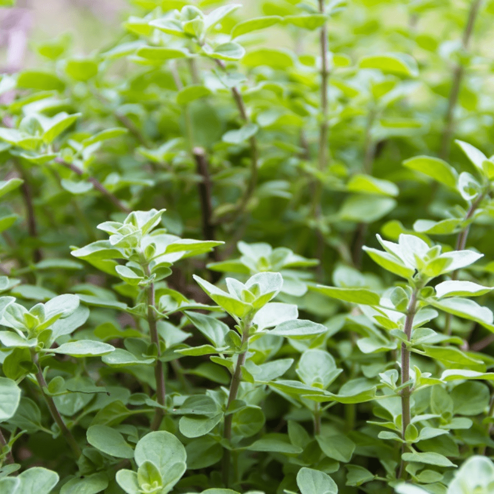 Buy Oregano True Greek by Kings Seeds online Kings Seeds NZ
