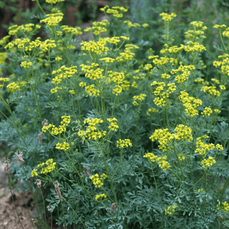 Kings Seeds Herb Rue