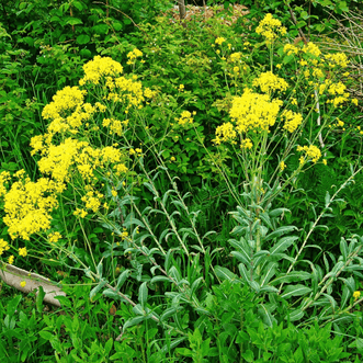 Kings Seeds Herb Woad