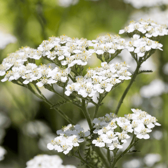 Kings Seeds Herb Yarrow Common White